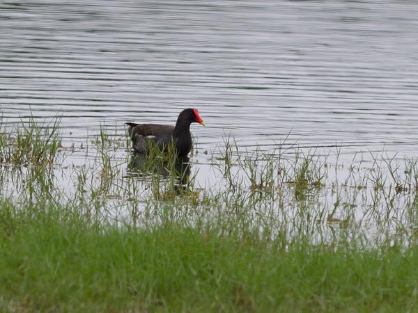 Waterhoen (Gallinula chloropus)